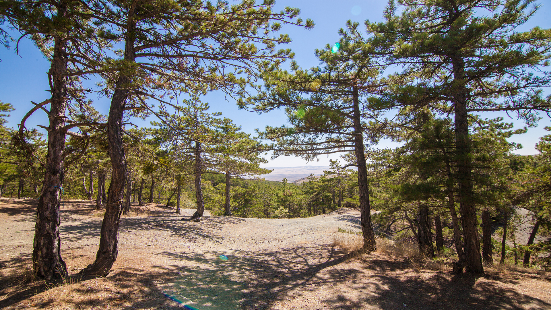 Beynam Atatürk Ormanı