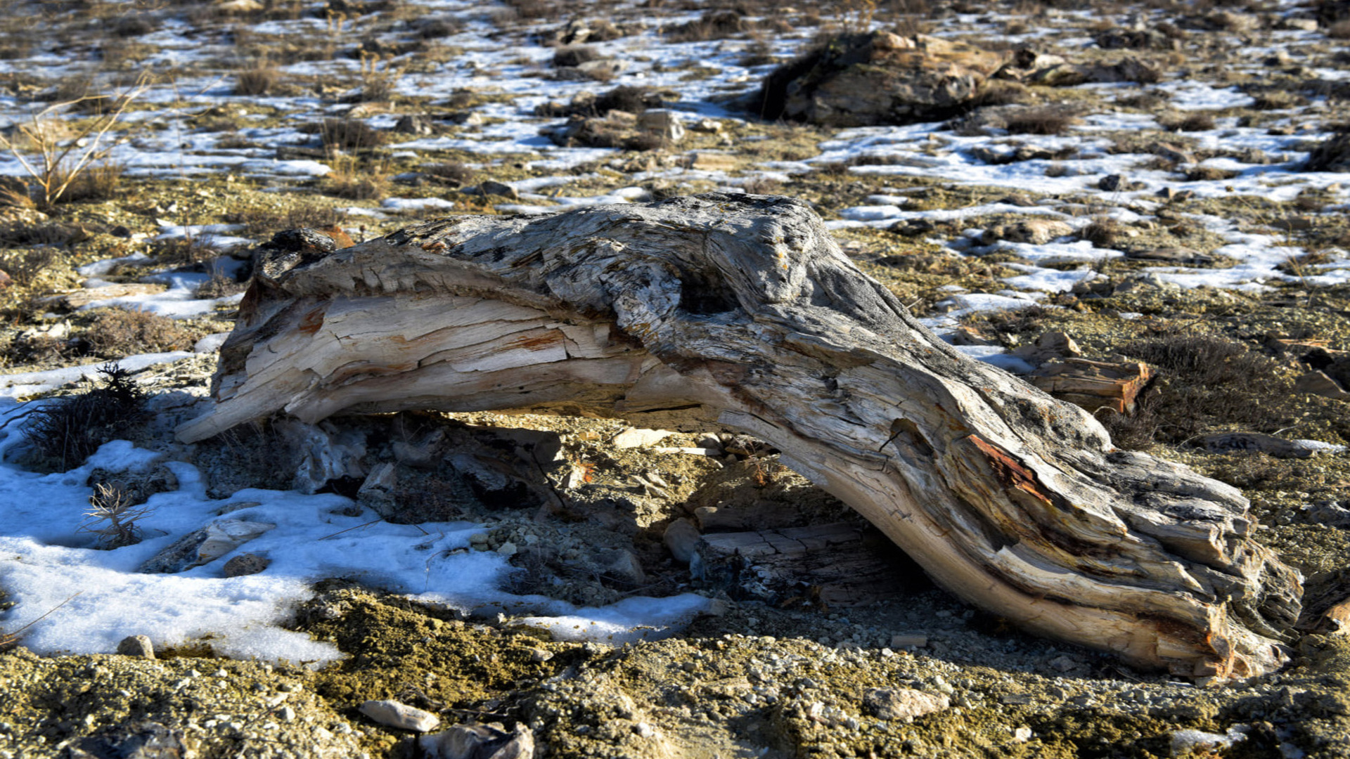 Pelitçik Fosil Ormanı