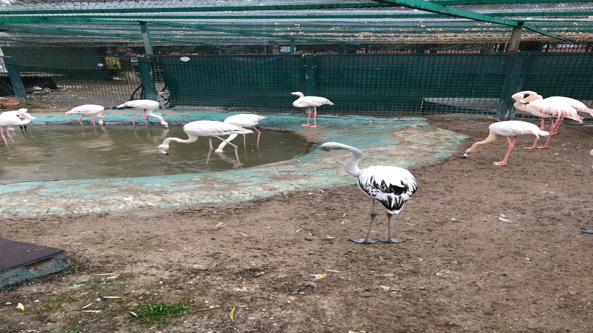 Sincan Evcil Hyavanlar Parkı